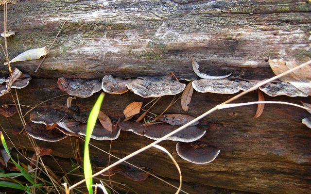 Aphyllophorales???